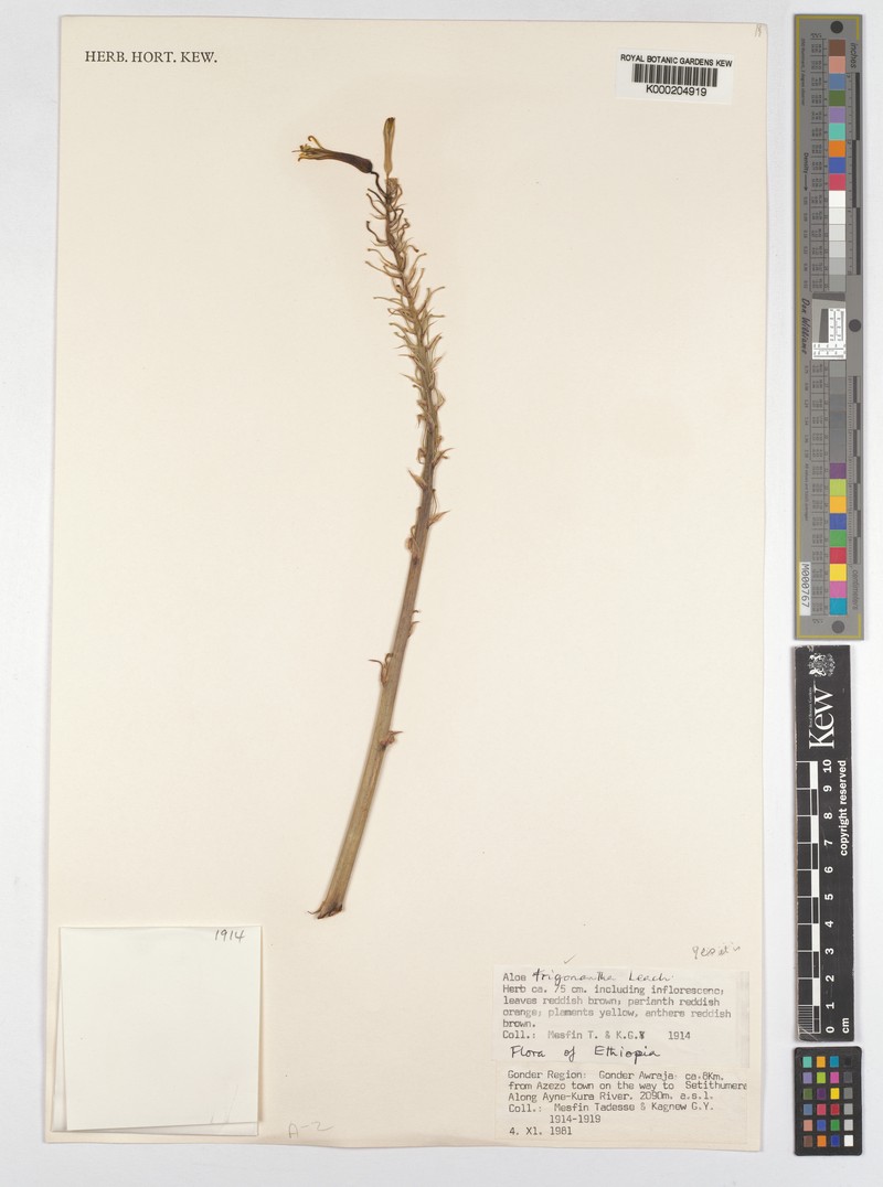 Aloe trigonantha
