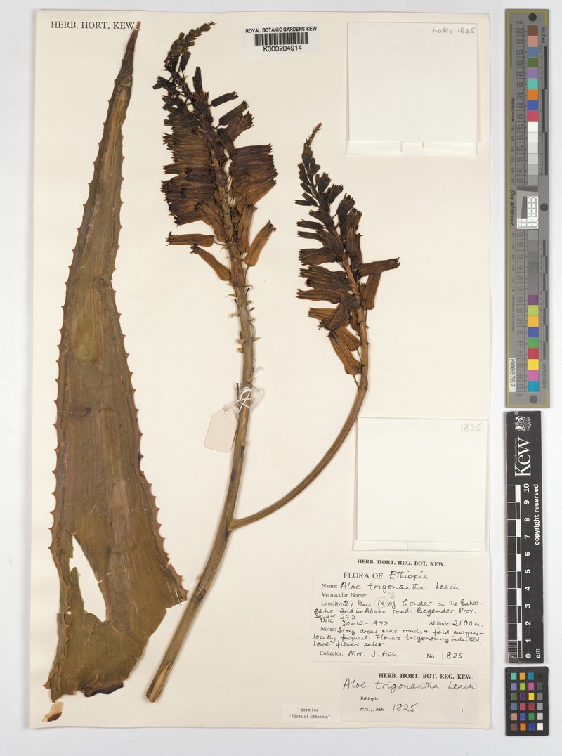 Aloe trigonantha photo 2
