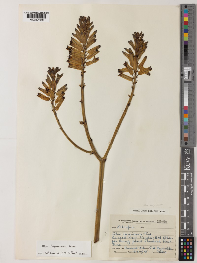 Aloe trigonantha photo 4