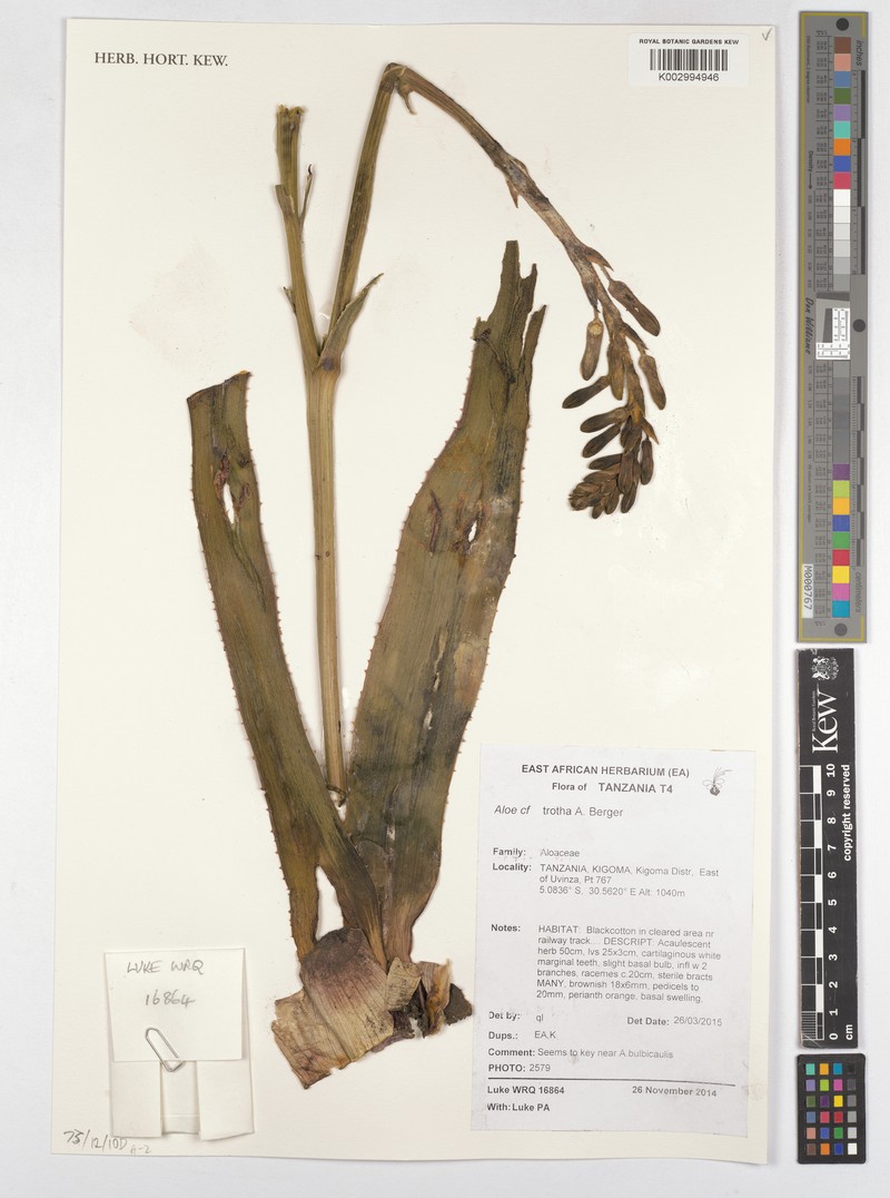 Aloe trothae
