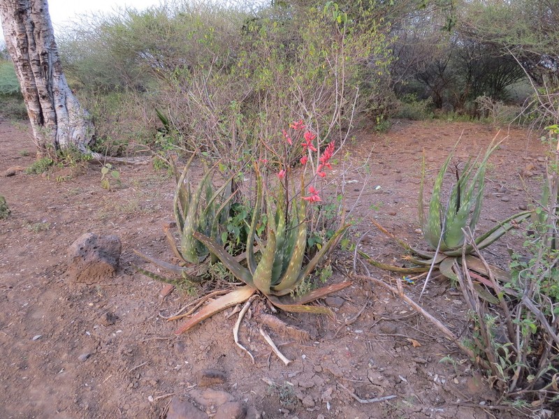 Aloe turkanensis
