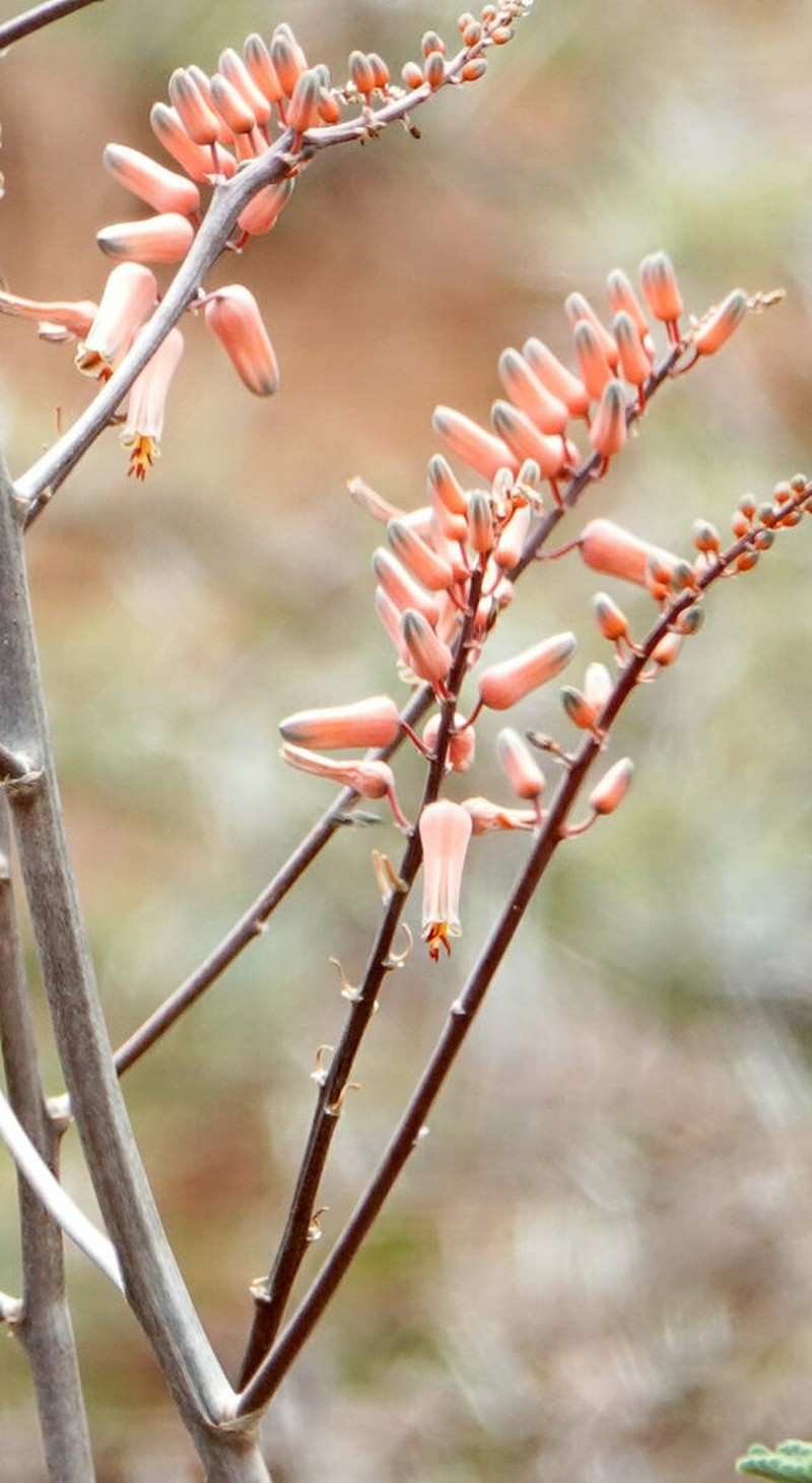 Aloe turkanensis photo 2