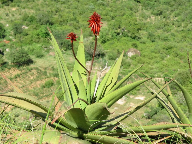 Aloe ukambensis photo 2