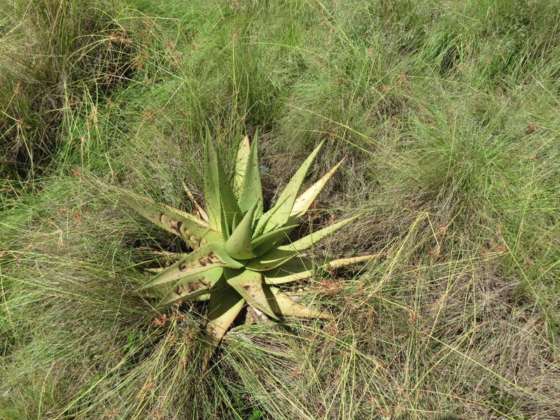 Aloe ukambensis photo 3