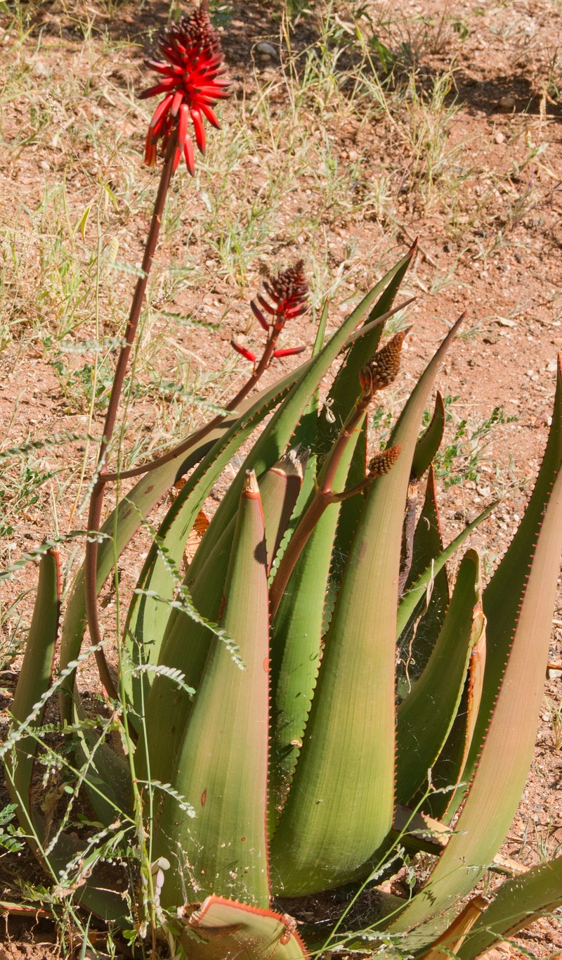 Aloe ukambensis photo 4