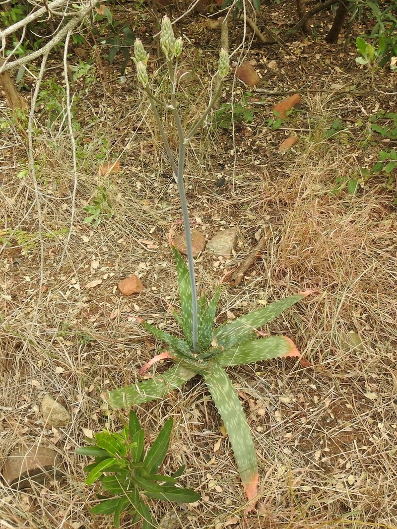 Aloe umfoloziensis photo 2