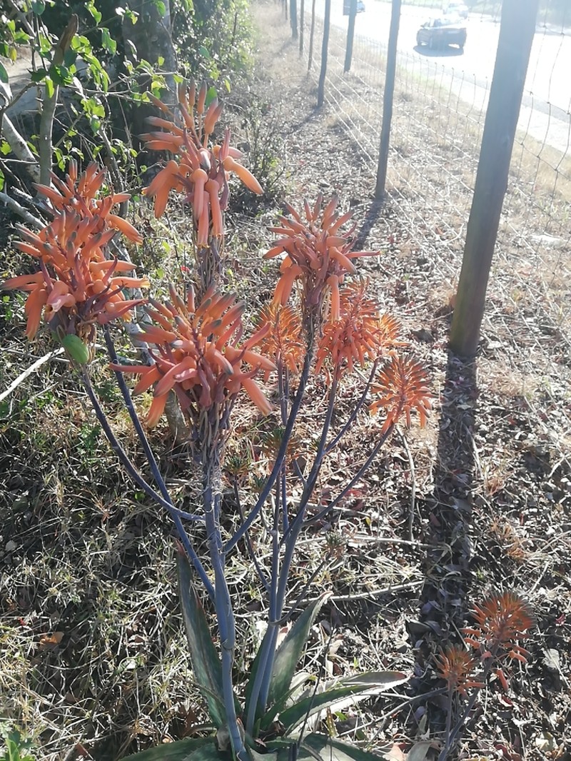 Aloe umfoloziensis photo 3