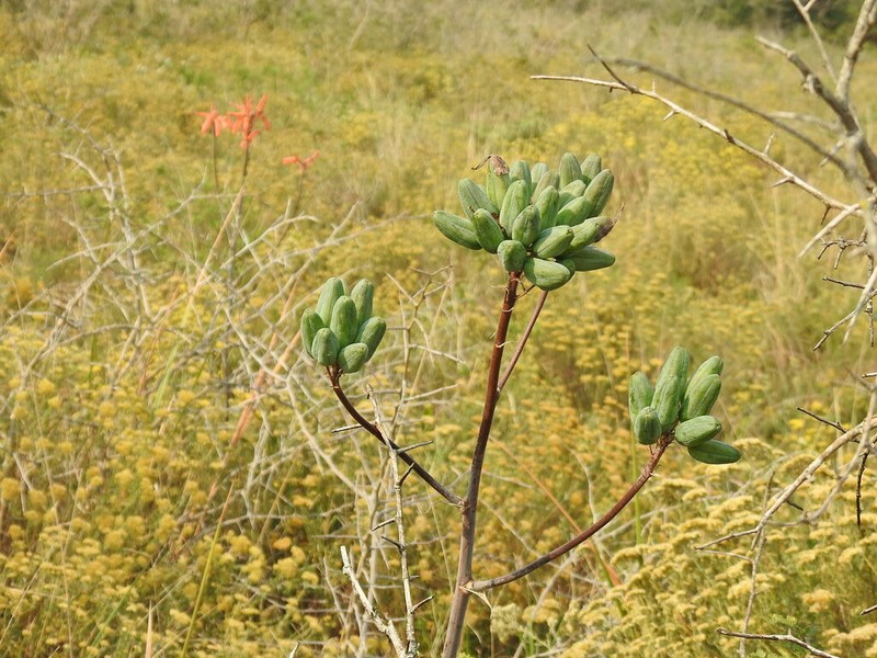 Aloe umfoloziensis photo 4