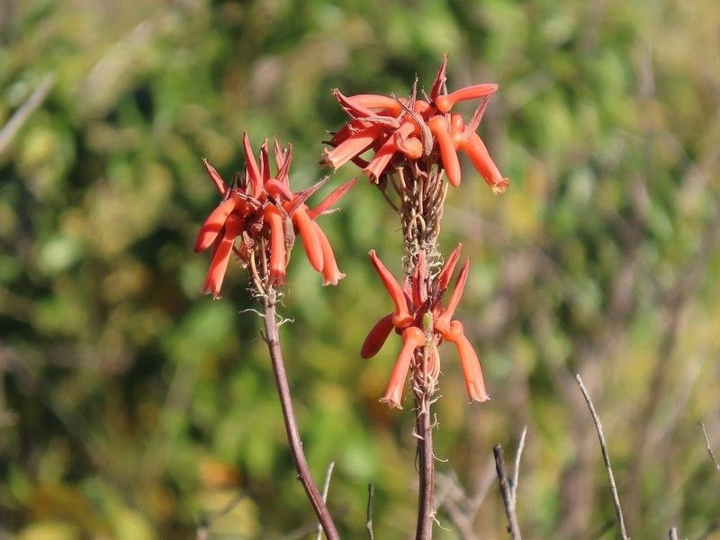Aloe umfoloziensis photo 5