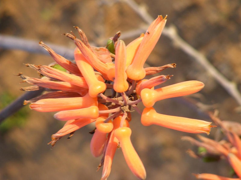 Aloe umfoloziensis photo 6