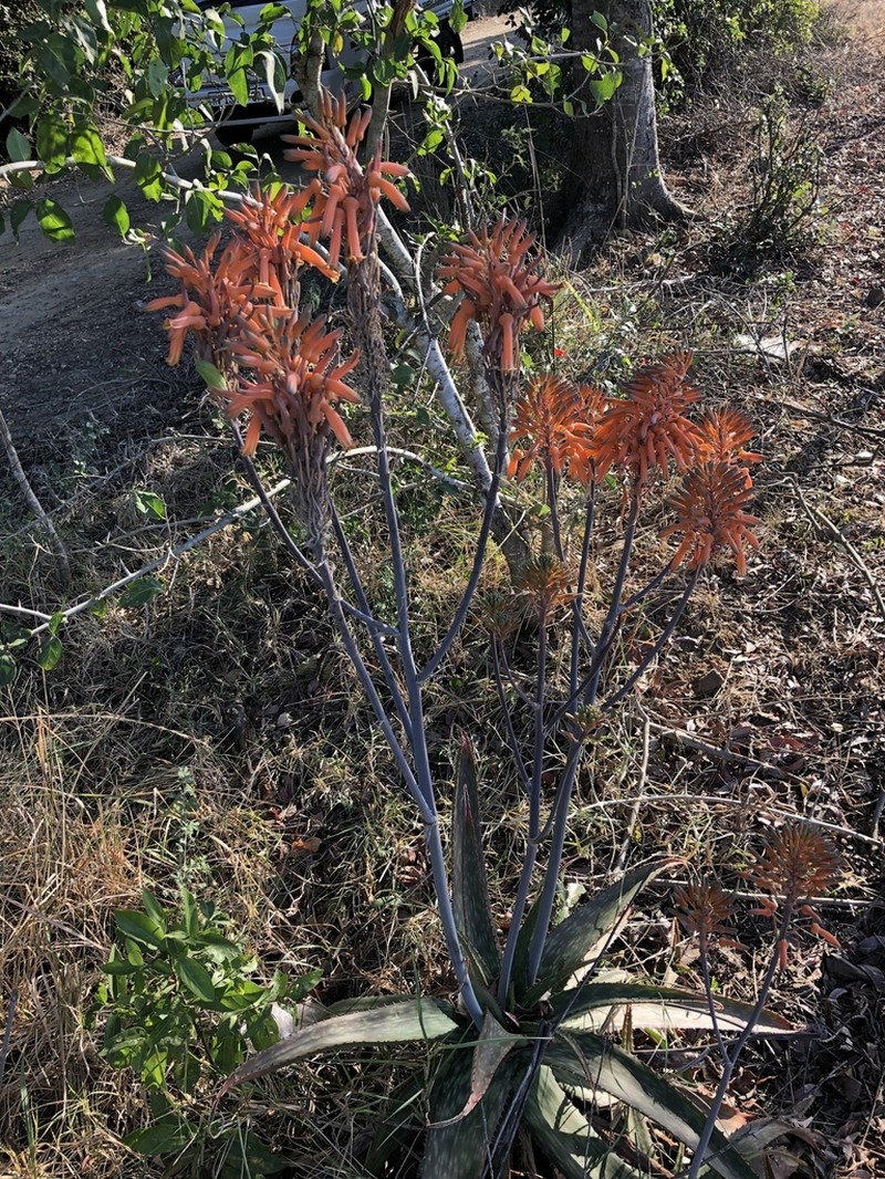 Aloe umfoloziensis photo 7