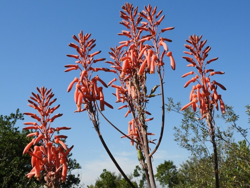 Aloe umfoloziensis photo 8