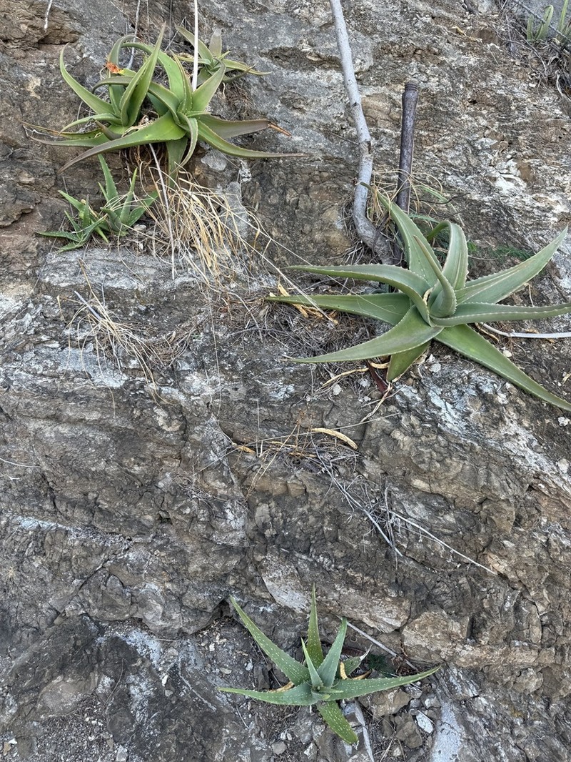 Aloe vacillans