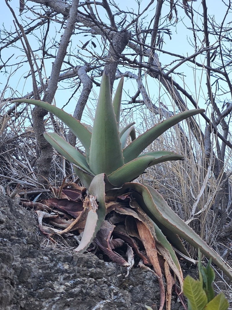 Aloe vacillans photo 2