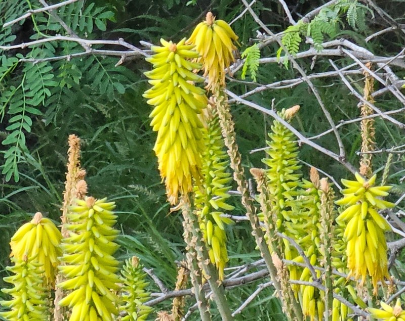 Aloe vacillans photo 3