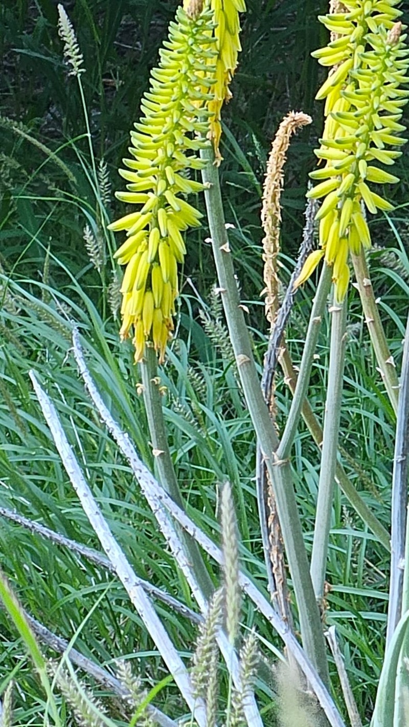 Aloe vacillans photo 4
