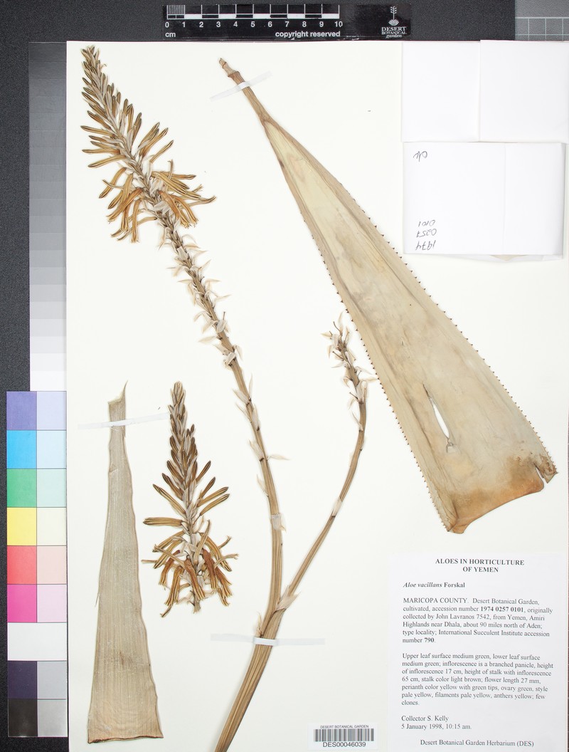 Aloe vacillans photo 6