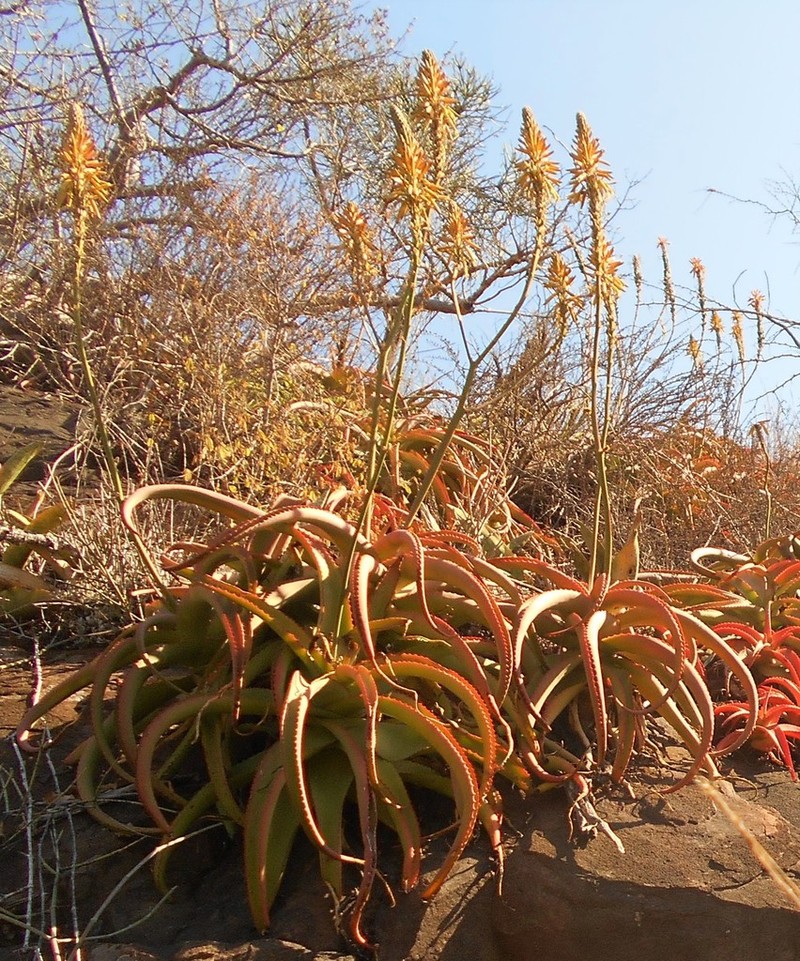 Aloe vanbalenii