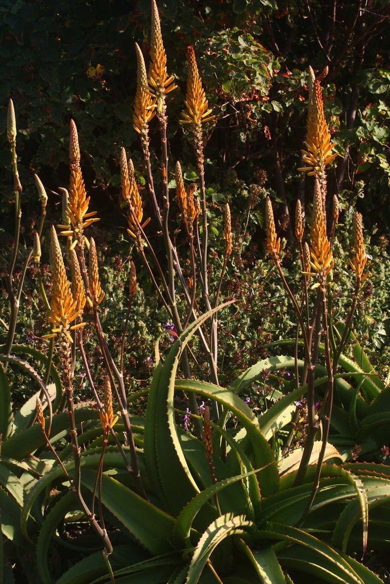 Aloe vanbalenii photo 2