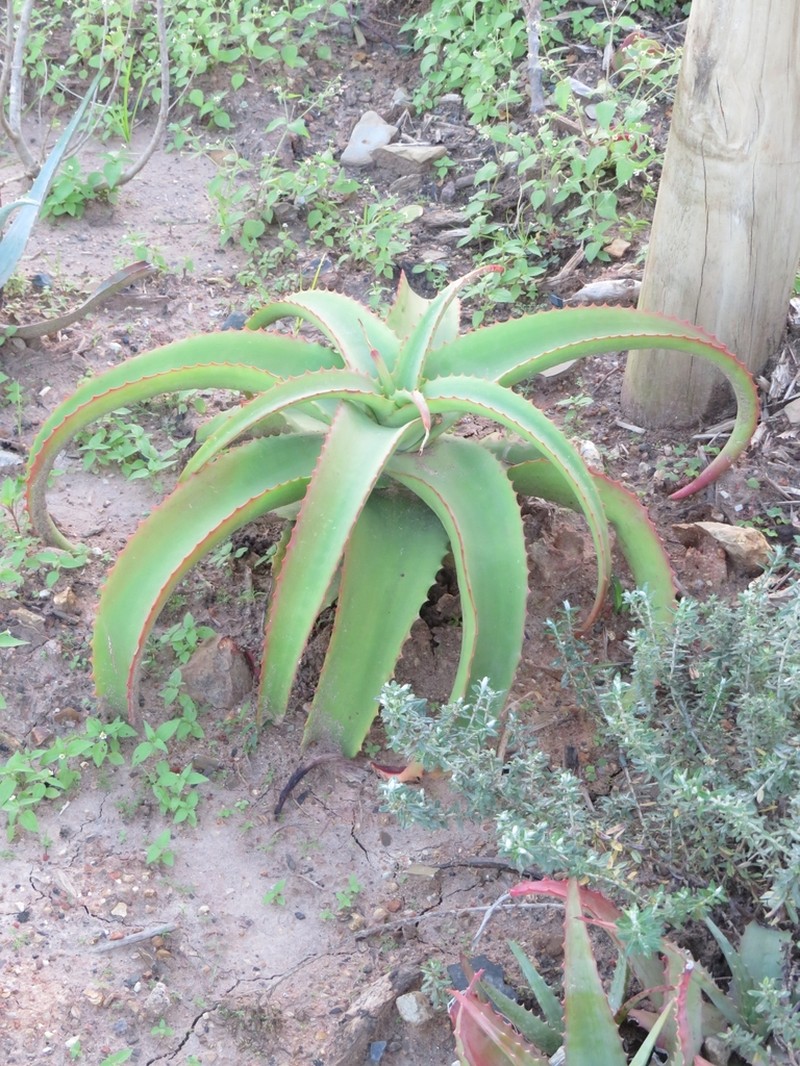 Aloe vanbalenii photo 3
