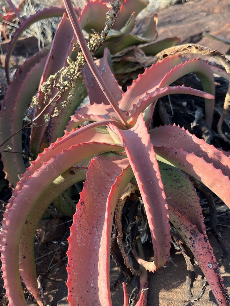 Aloe vanbalenii photo 4