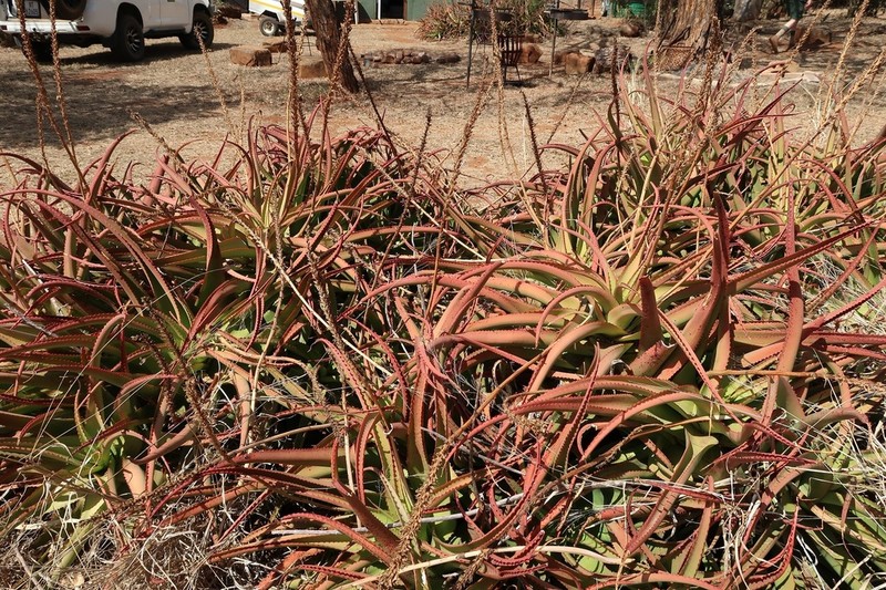 Aloe vanbalenii photo 5