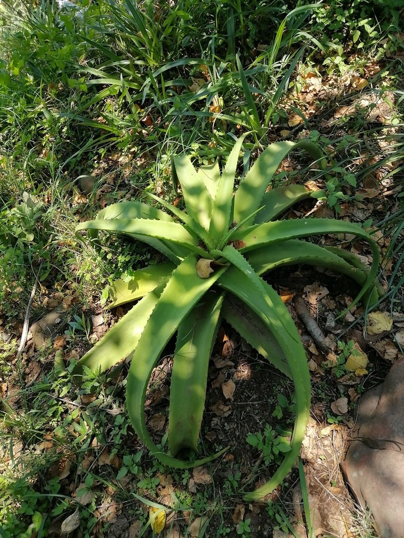 Aloe vanbalenii photo 6