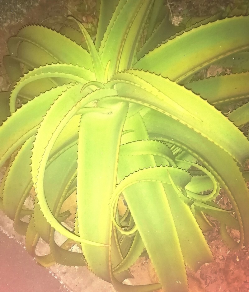 Aloe vanbalenii photo 8