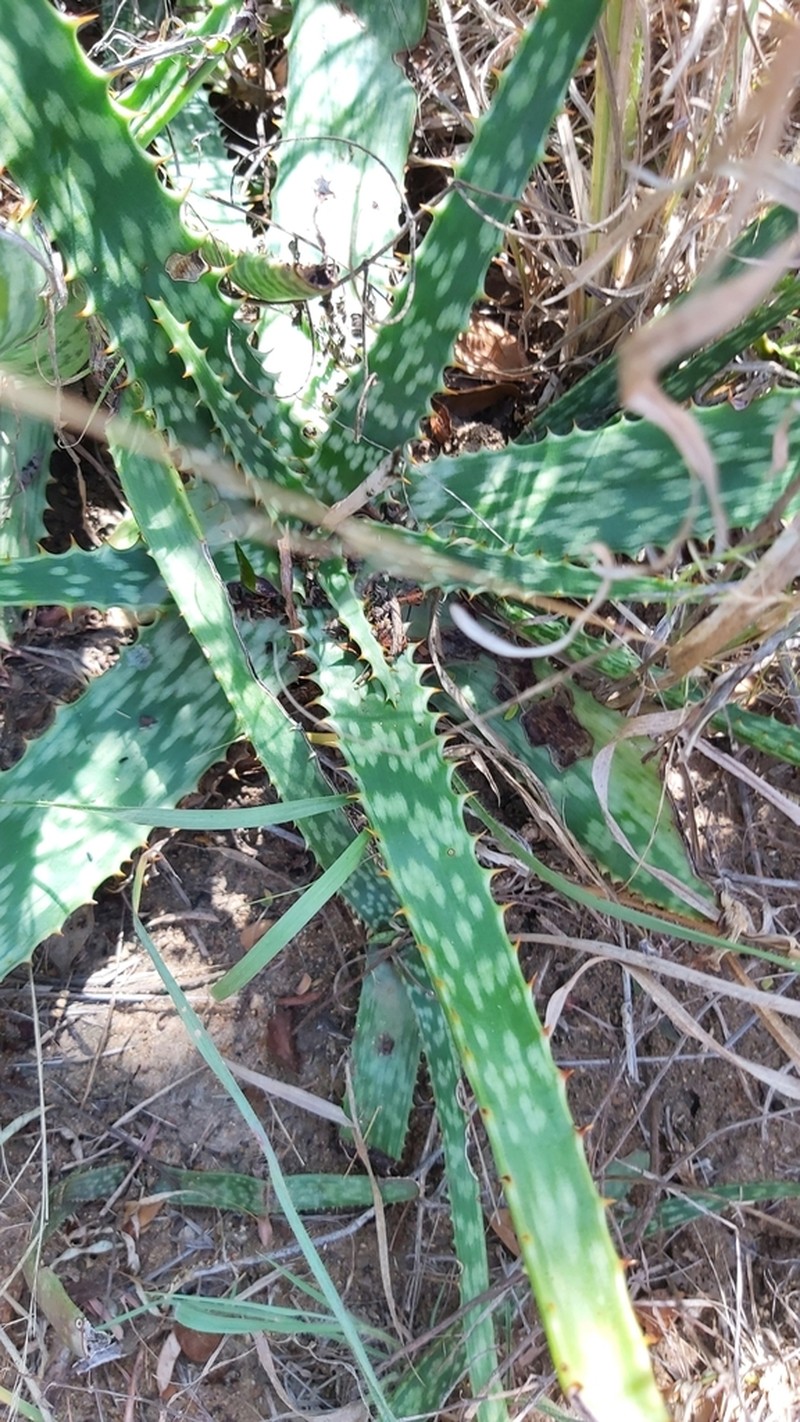 Aloe vandermerwei