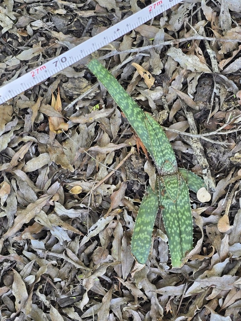 Aloe vandermerwei photo 2