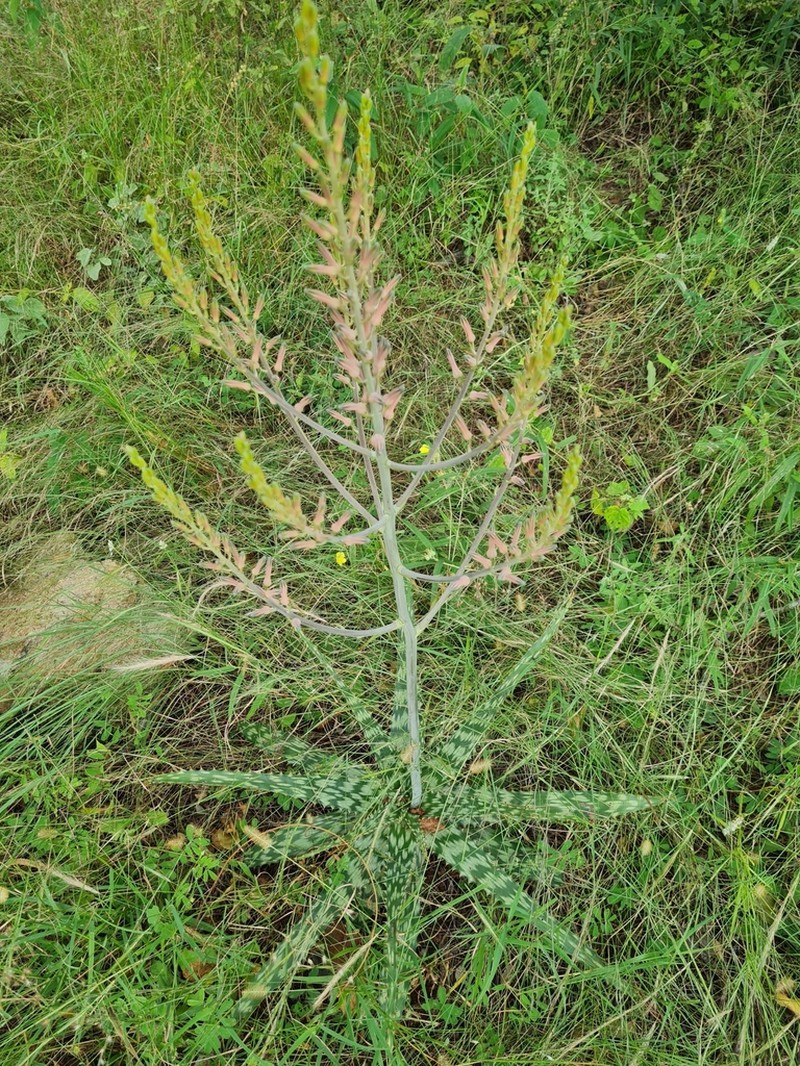 Aloe vandermerwei photo 4