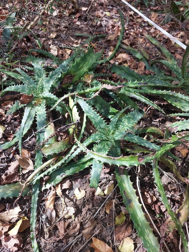Aloe vandermerwei photo 5