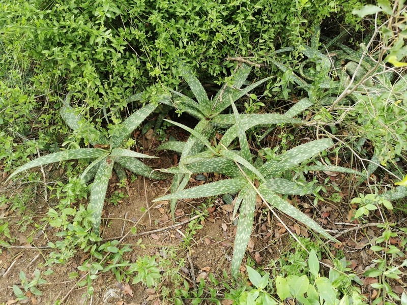 Aloe vandermerwei photo 6