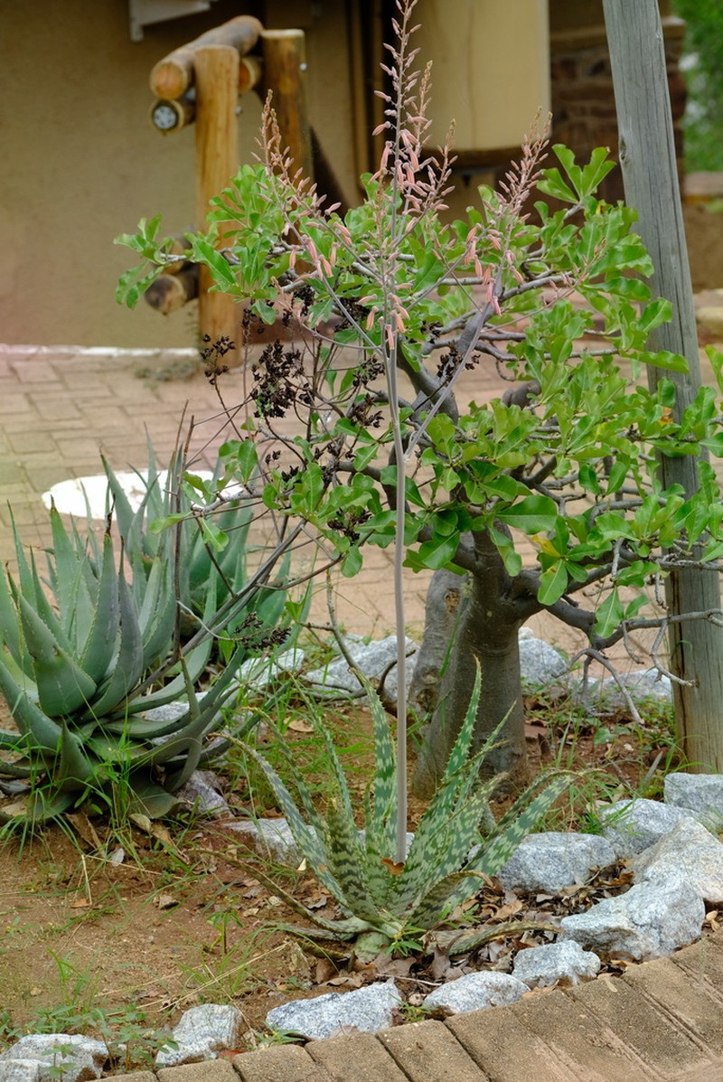 Aloe vandermerwei photo 7