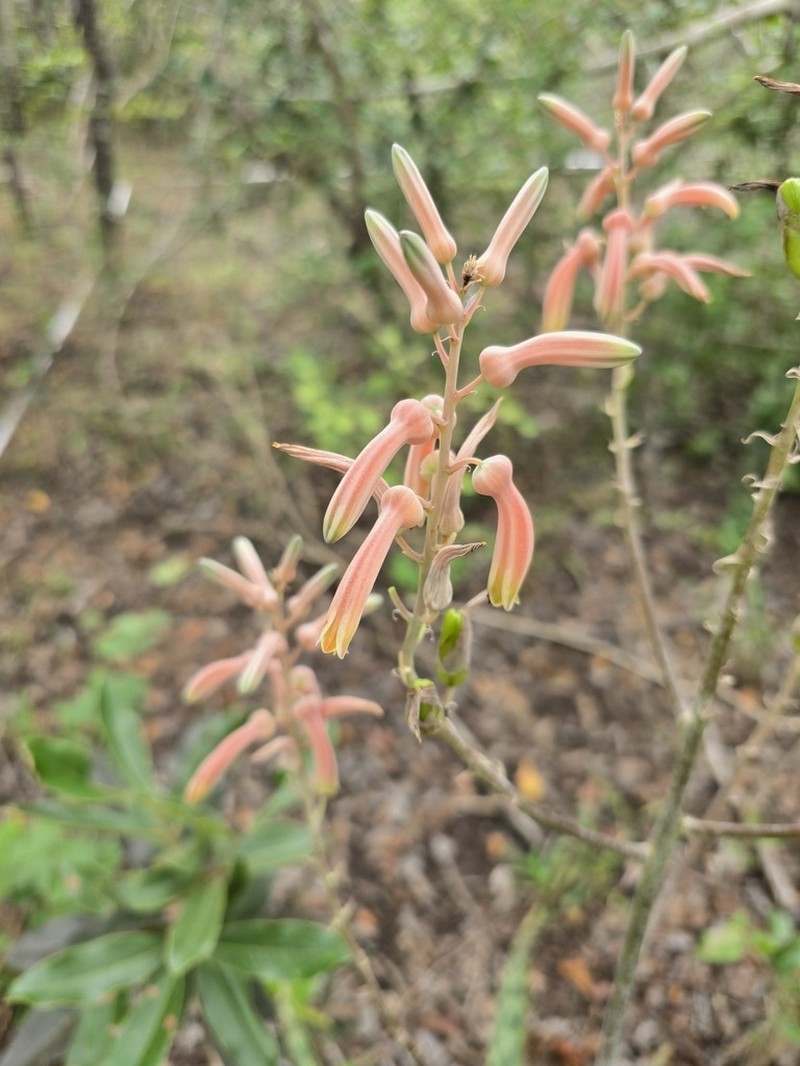 Aloe vandermerwei photo 8
