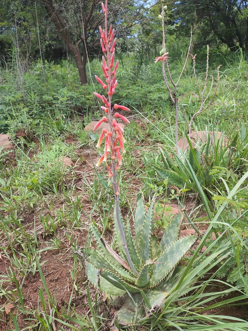 Aloe vanrooyenii photo 2