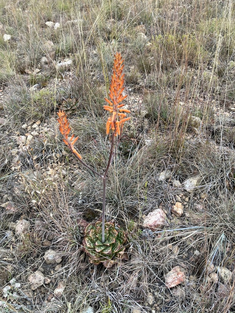 Aloe vanrooyenii photo 3