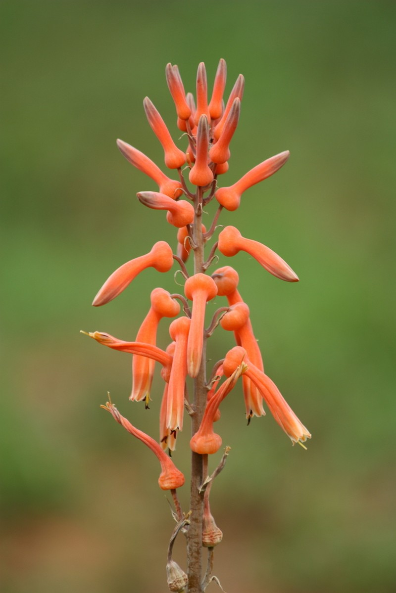 Aloe vanrooyenii photo 4