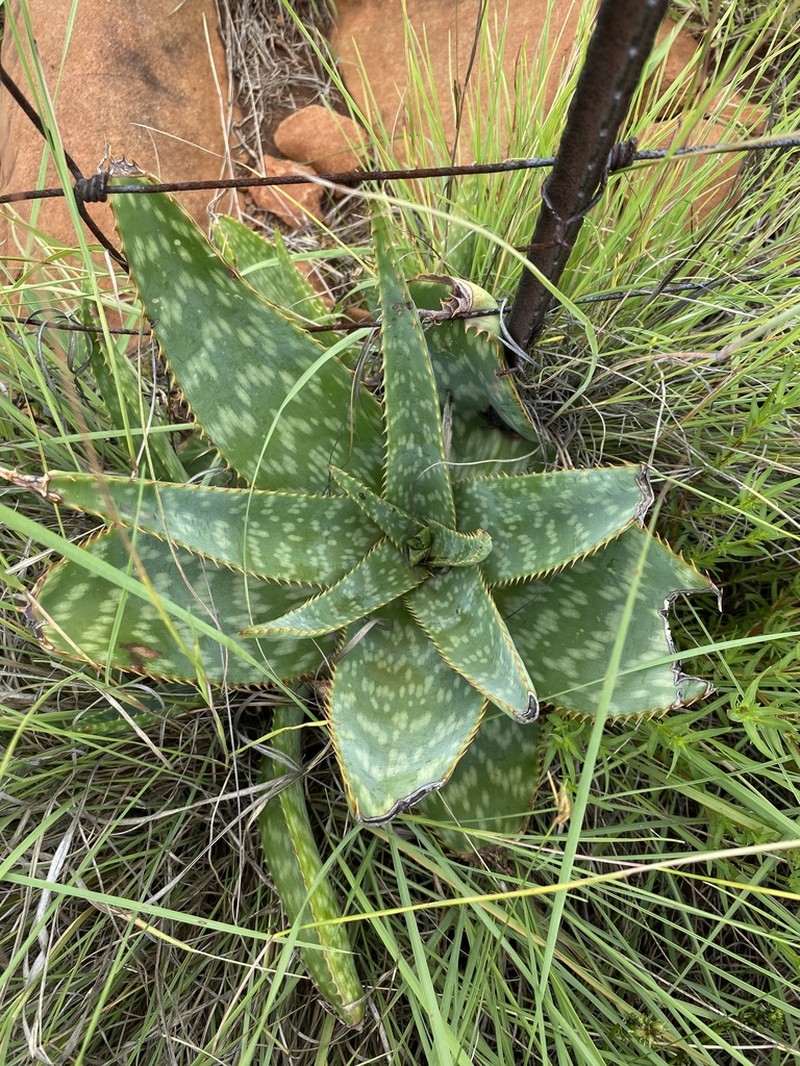 Aloe vanrooyenii photo 5