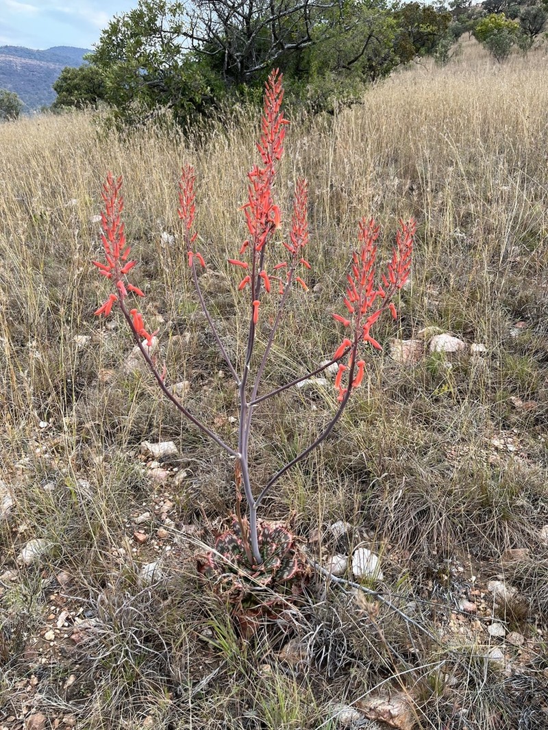 Aloe vanrooyenii photo 6