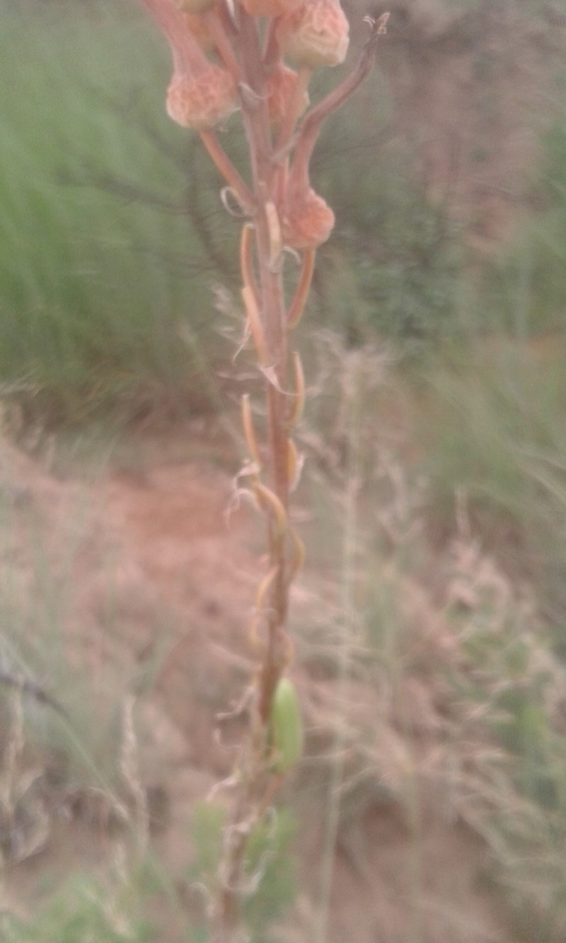 Aloe vanrooyenii photo 7