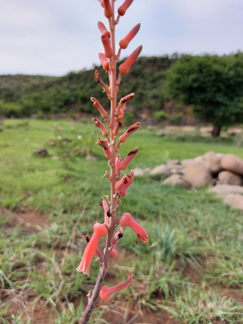 Aloe vanrooyenii photo 8