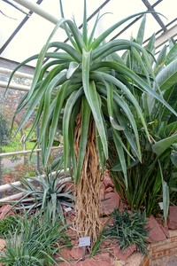 Aloe vaombe