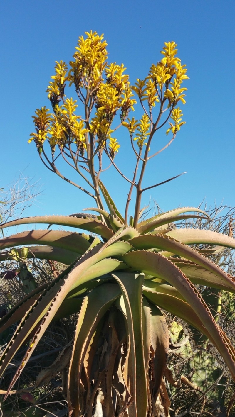 Aloe vaombe photo 2