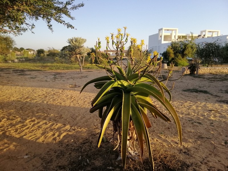 Aloe vaombe photo 3