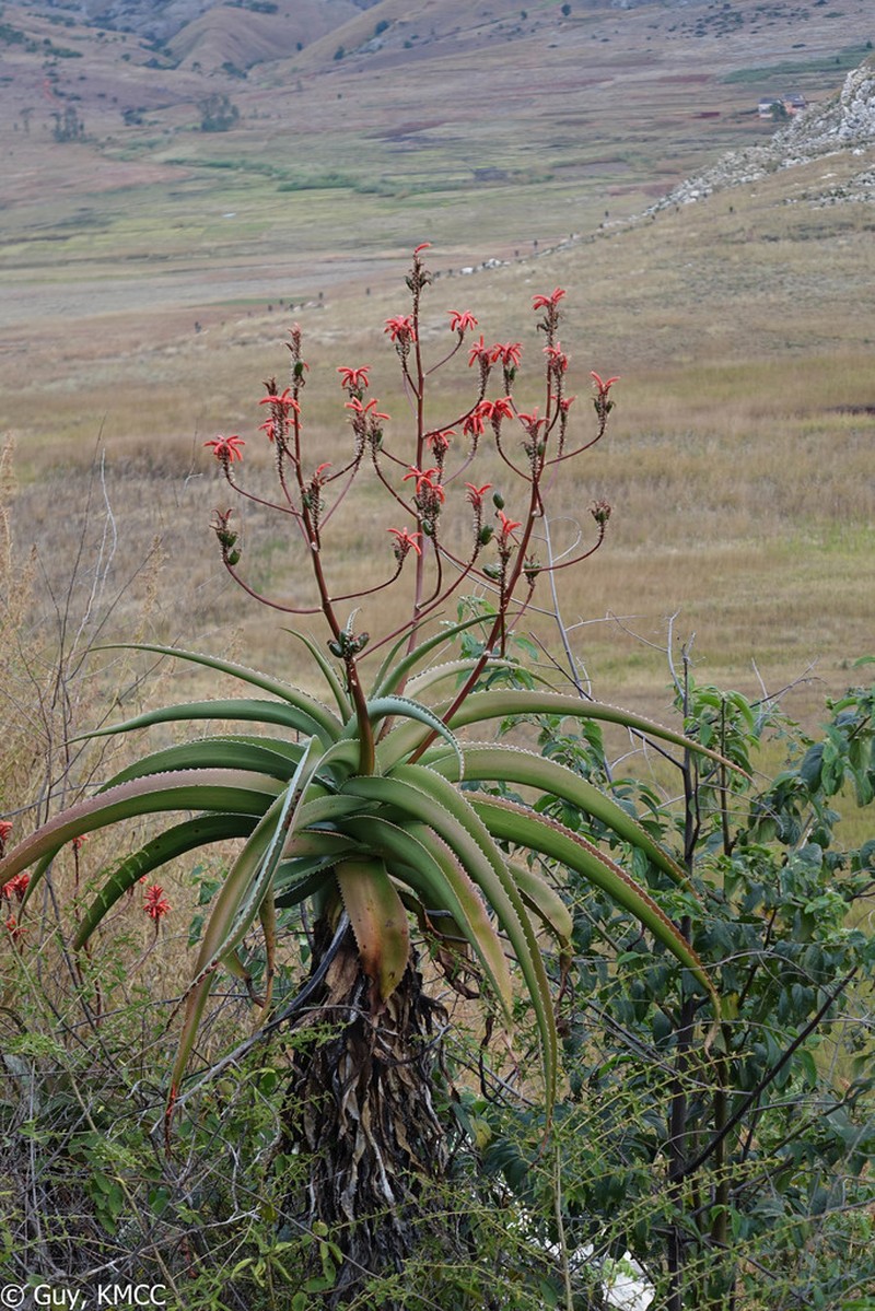 Aloe vaombe photo 4