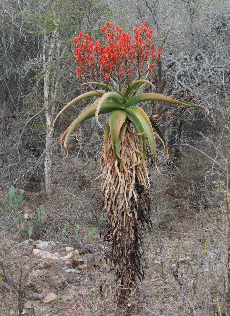 Aloe vaombe photo 5