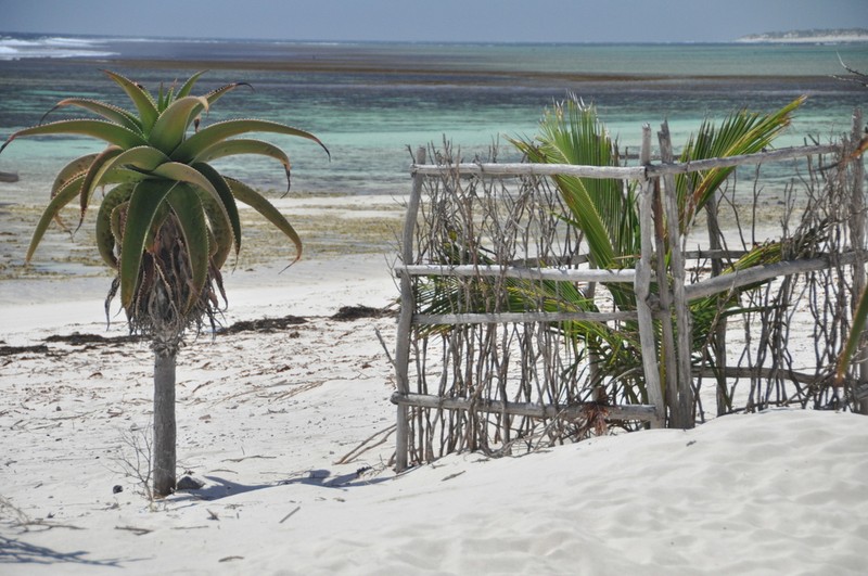 Aloe vaombe photo 6