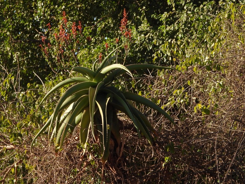 Aloe vaombe photo 7