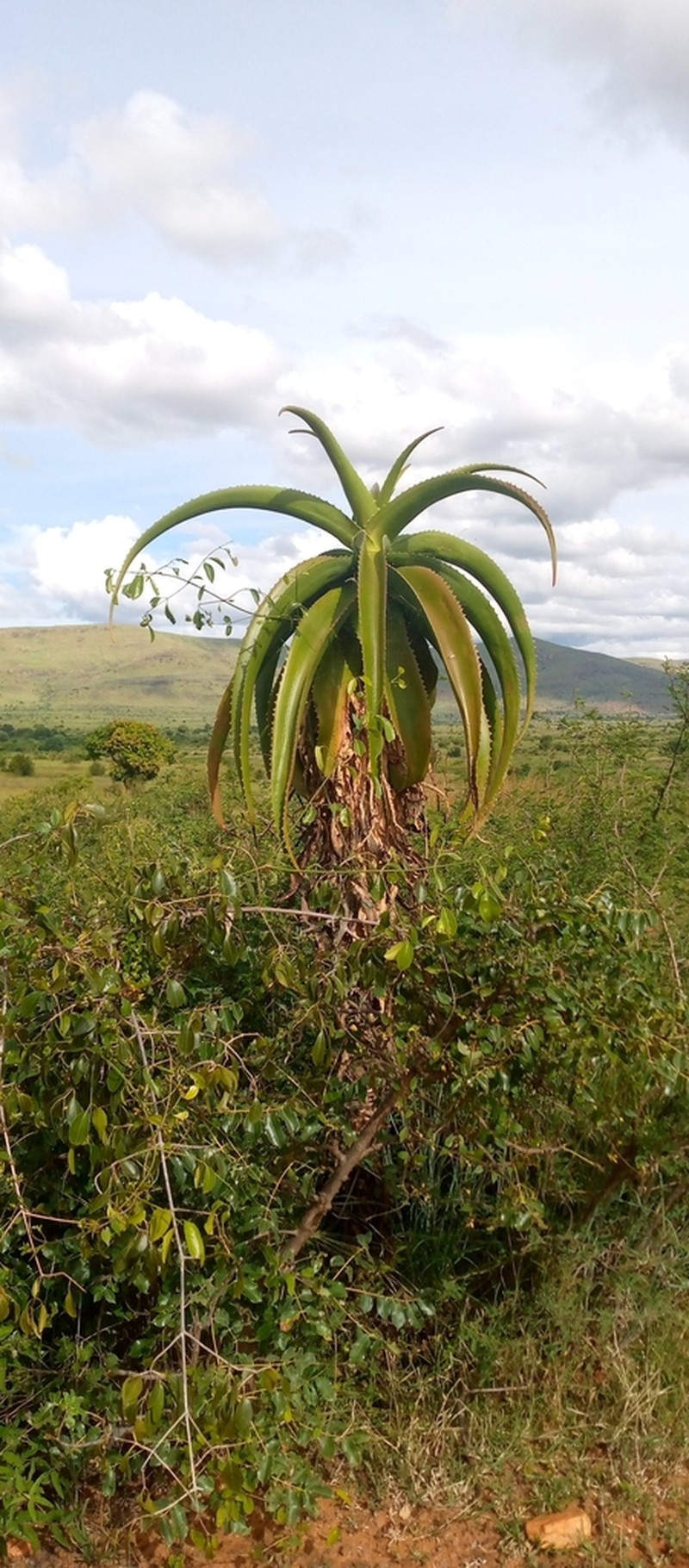 Aloe vaombe photo 8